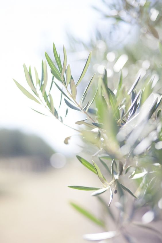 Olive tree from The Secret View, a wedding venue in Paros, Greece